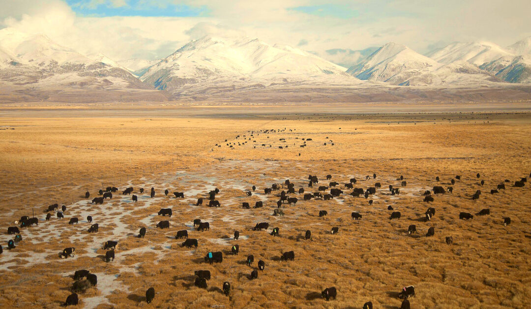 Yaks Views From A Train To Tibet 2 1200×628 Yuriy Rzhemovskiy Yuriyr Unsplash CC0 1.0